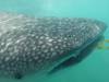 138 - 20171203 LaPaz Whale Shark