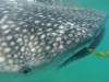 144 - 20171203 LaPaz Whale Shark