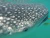 145 - 20171203 LaPaz Whale Shark