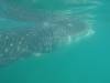 147 - 20171203 LaPaz Whale Shark