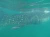 148 - 20171203 LaPaz Whale Shark