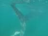 151 - 20171203 LaPaz Whale Shark