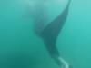 153 - 20171203 LaPaz Whale Shark