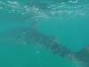 154 - 20171203 LaPaz Whale Shark