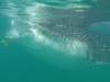 161 - 20171203 LaPaz Whale Shark