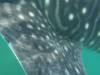 164 - 20171203 LaPaz Whale Shark