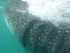 165 - 20171203 LaPaz Whale Shark