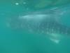 169 - 20171203 LaPaz Whale Shark