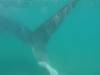 170 - 20171203 LaPaz Whale Shark