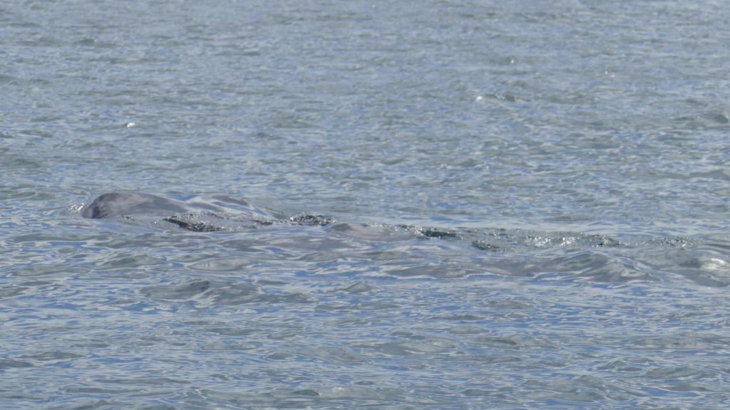 105 - 20171203 LaPaz Whale Shark