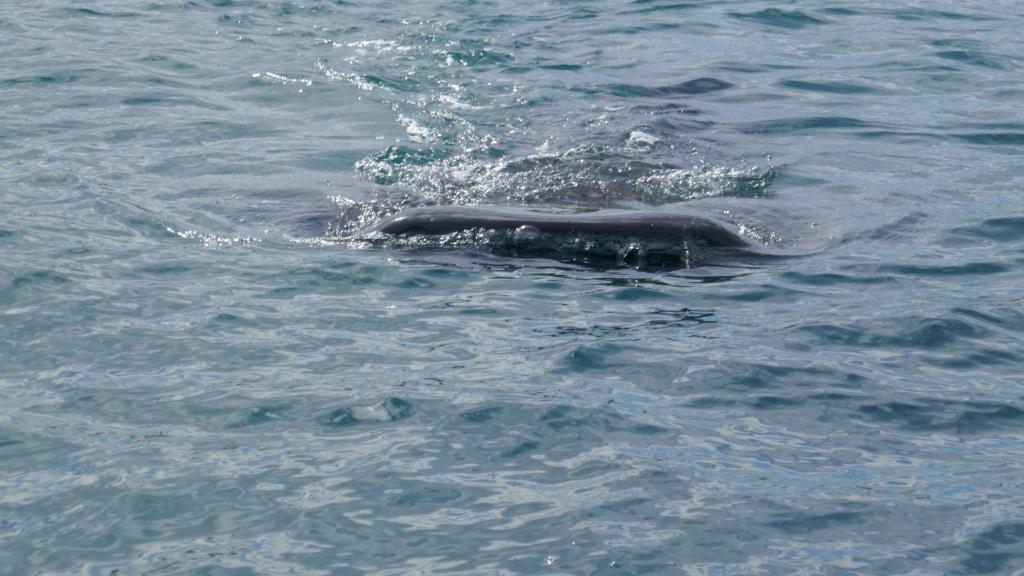 109 - 20171203 LaPaz Whale Shark