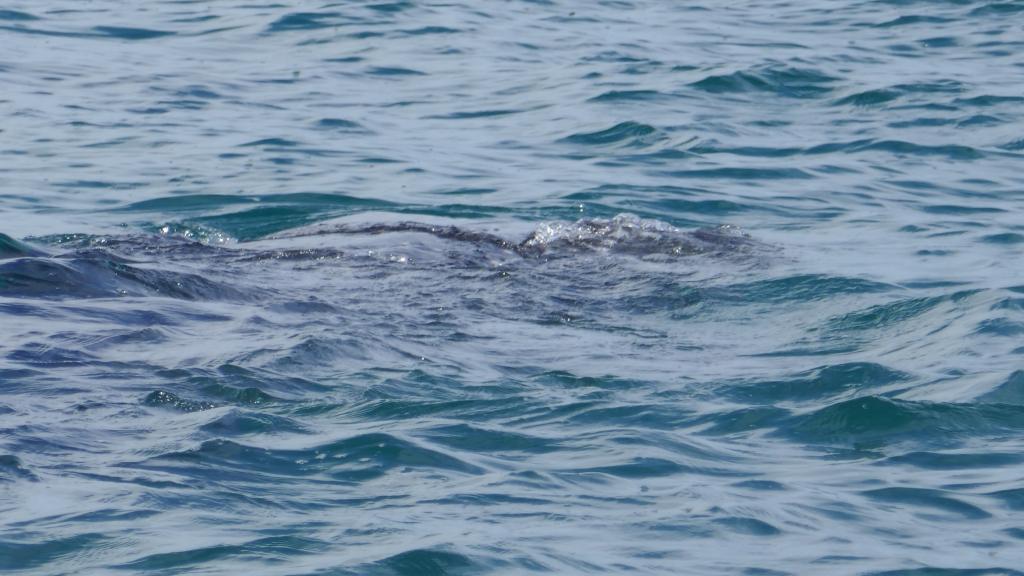 112 - 20171203 LaPaz Whale Shark