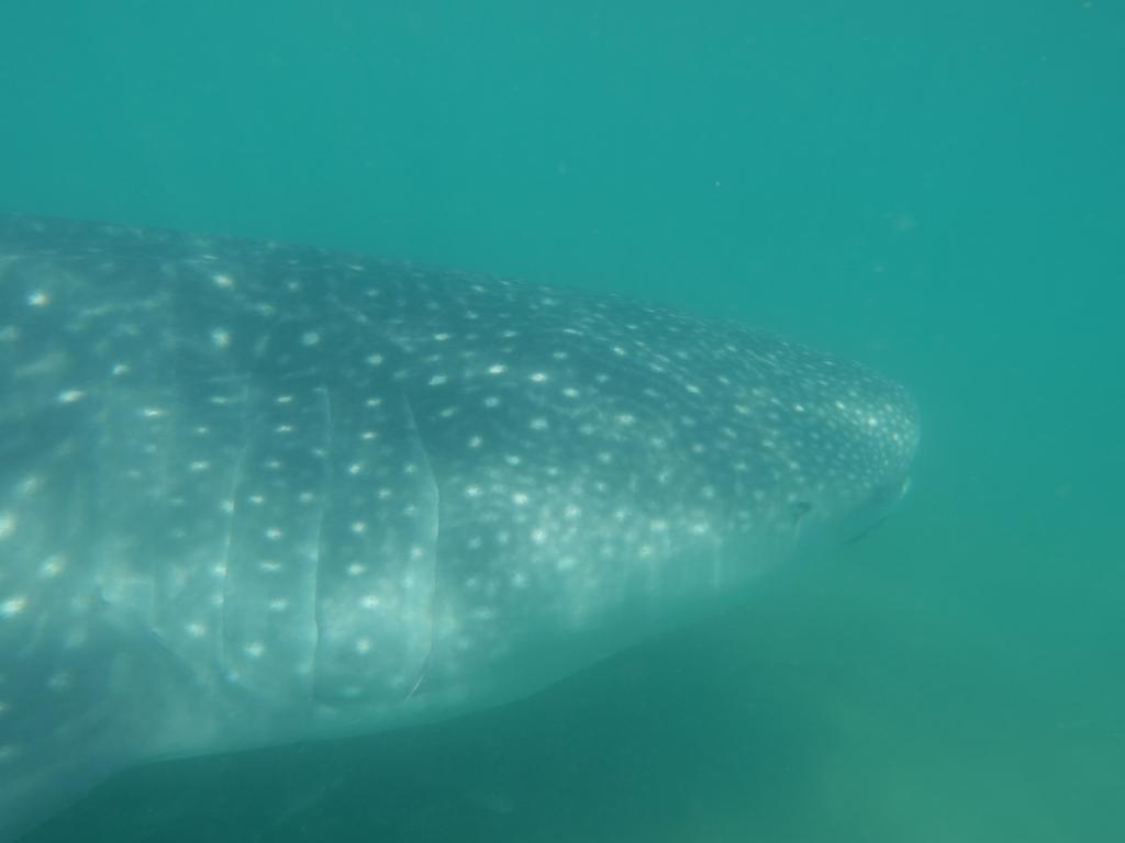 113 - 20171203 LaPaz Whale Shark