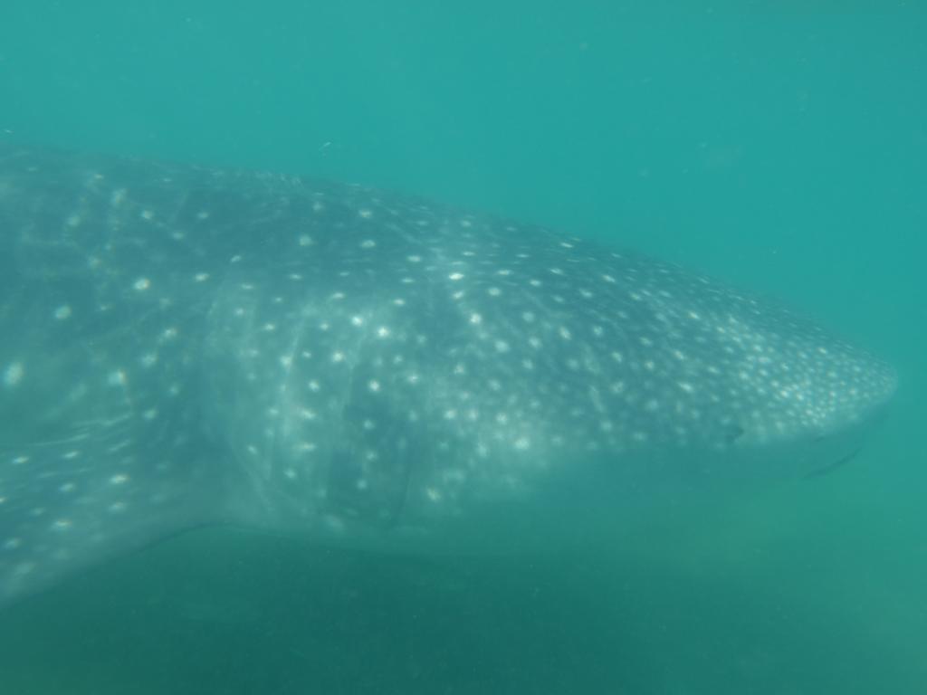 114 - 20171203 LaPaz Whale Shark