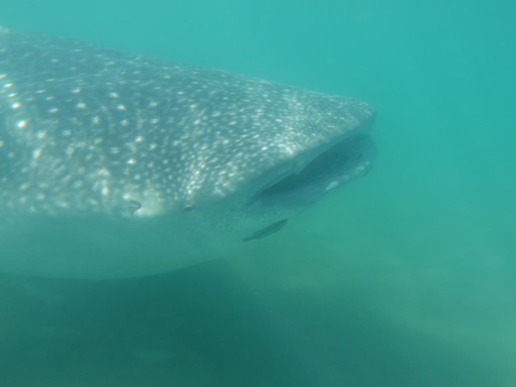 115 - 20171203 LaPaz Whale Shark