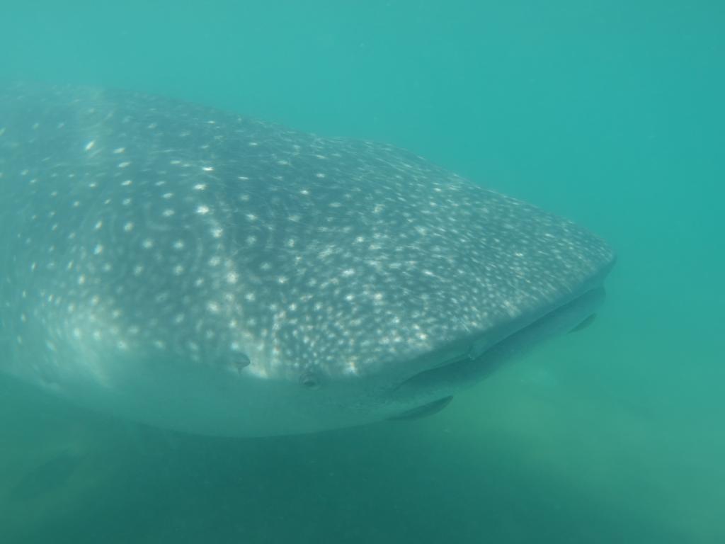 116 - 20171203 LaPaz Whale Shark