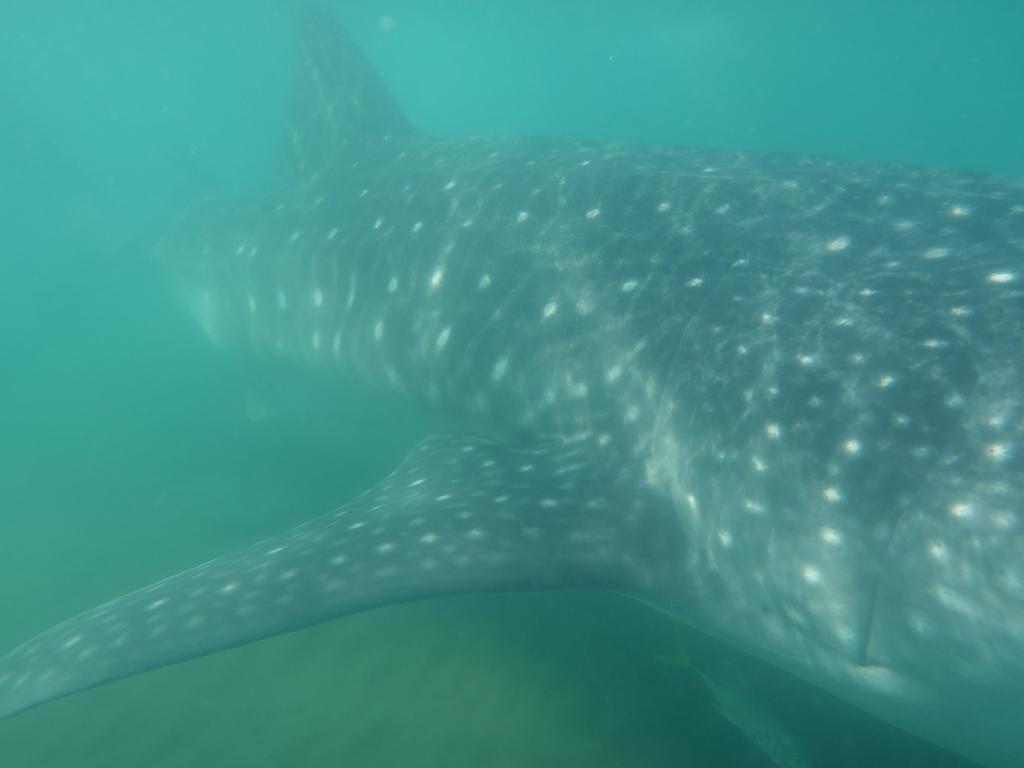 118 - 20171203 LaPaz Whale Shark