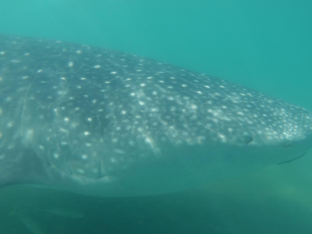 119 - 20171203 LaPaz Whale Shark