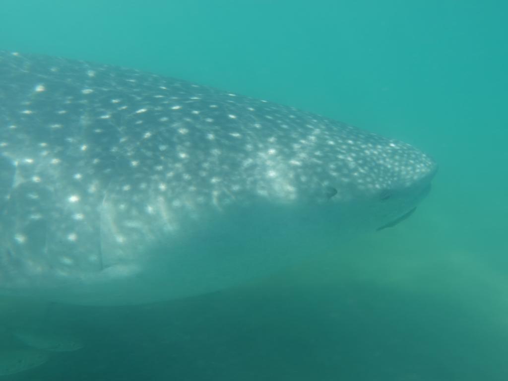 120 - 20171203 LaPaz Whale Shark