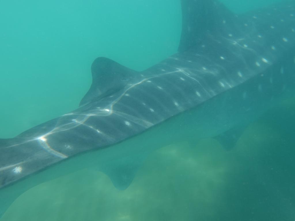 121 - 20171203 LaPaz Whale Shark