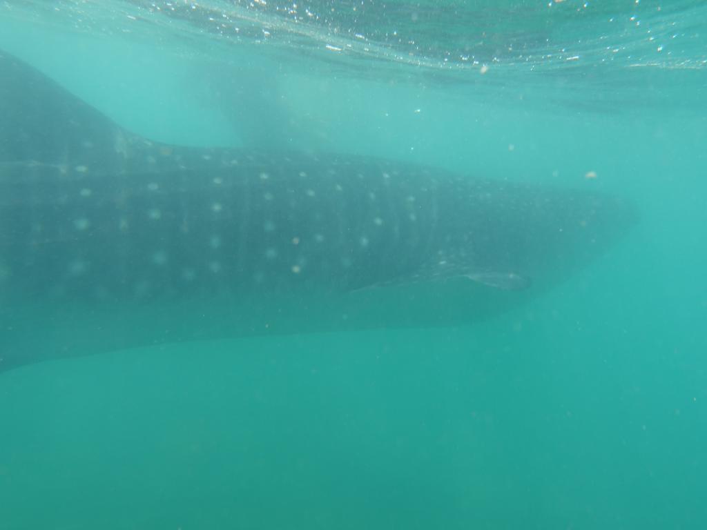 123 - 20171203 LaPaz Whale Shark