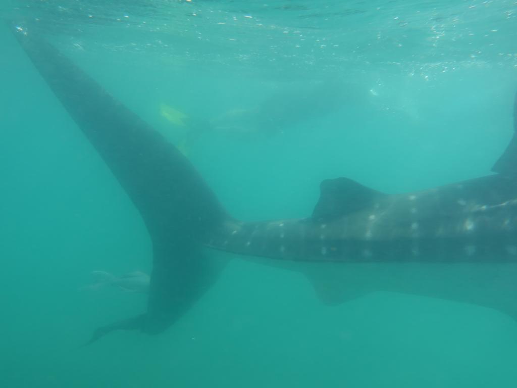 125 - 20171203 LaPaz Whale Shark