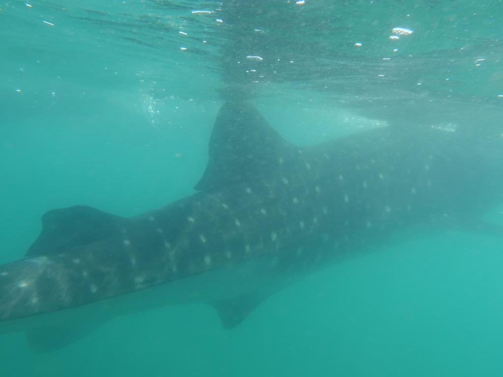 126 - 20171203 LaPaz Whale Shark