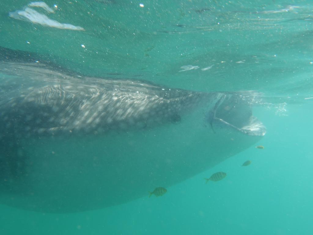 129 - 20171203 LaPaz Whale Shark