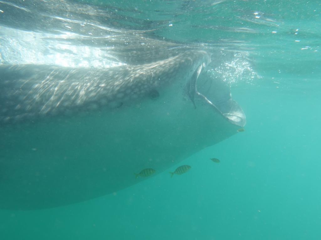 130 - 20171203 LaPaz Whale Shark