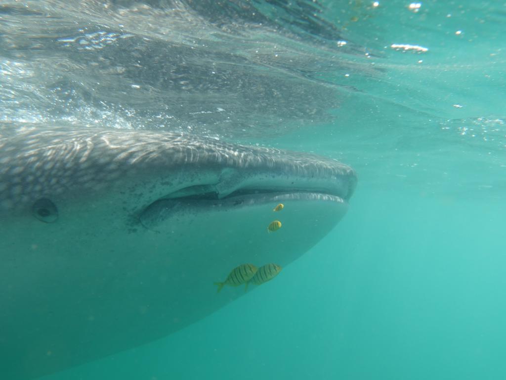 132 - 20171203 LaPaz Whale Shark