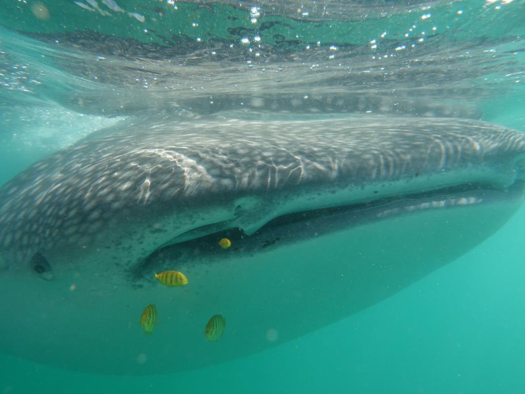 133 - 20171203 LaPaz Whale Shark