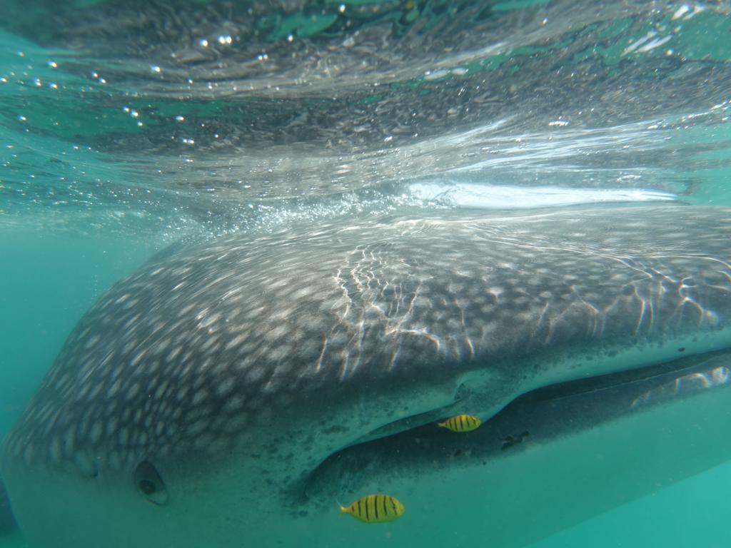 134 - 20171203 LaPaz Whale Shark