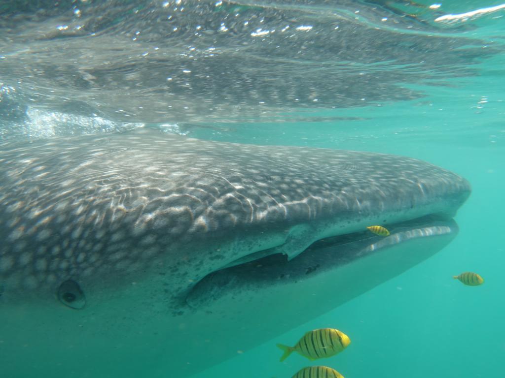 135 - 20171203 LaPaz Whale Shark