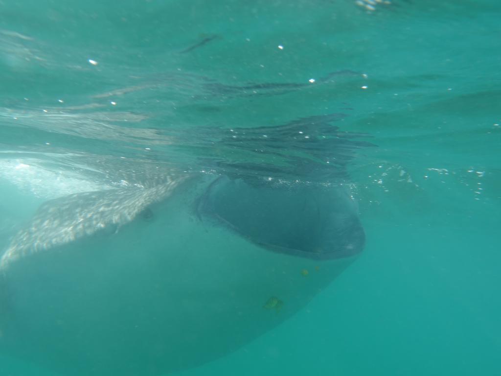 141 - 20171203 LaPaz Whale Shark