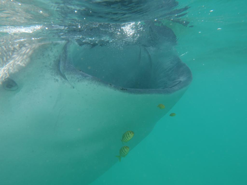 142 - 20171203 LaPaz Whale Shark