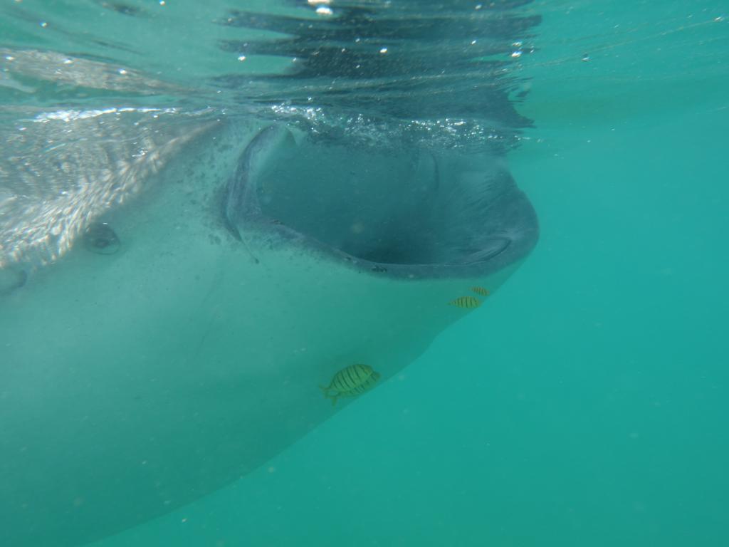 143 - 20171203 LaPaz Whale Shark