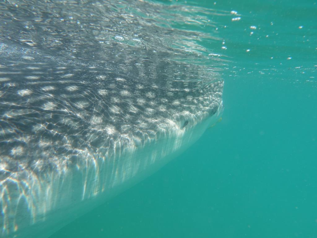 146 - 20171203 LaPaz Whale Shark