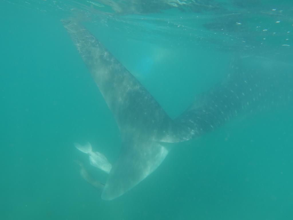 150 - 20171203 LaPaz Whale Shark