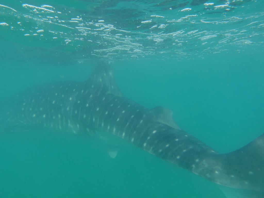 154 - 20171203 LaPaz Whale Shark