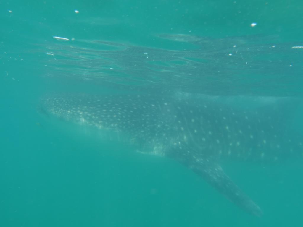 158 - 20171203 LaPaz Whale Shark