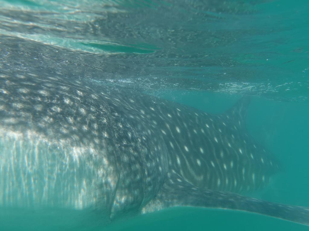 163 - 20171203 LaPaz Whale Shark