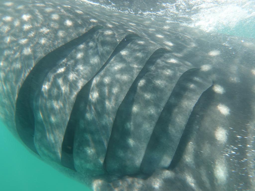 166 - 20171203 LaPaz Whale Shark