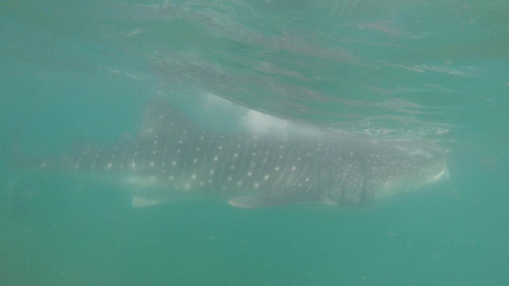 200 - 20171203 LaPaz Whale Shark