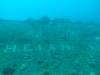 102 - Dive3-3 Heian Maru