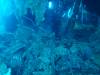 218 - Dive4-3 Fujikawa Maru