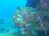 249 - Dive4-3 Fujikawa Maru