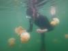 192 - PalauA-1 Jellyfish Lake