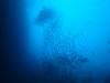 20150120 - Poor Knights Island-Dive1-3 PKI-100 Dive1-3 PKI