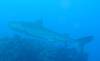 20150717 - Cocos Argos-Dive1-3 Manuelita Channel-116 Dive1-3 Manuelita Channel