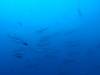 20150717 - Cocos Argos-Dive3-2 Alcyone-164 Dive3-2 Alcyone